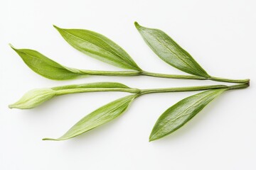 Obraz premium isolated vanilla flower pods and leaves