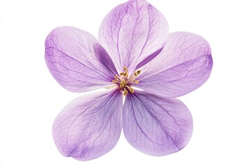 Lilac blossom on a white backdrop with a complete depth of field and cutout path