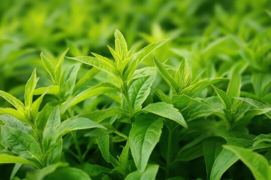Lemon verbena flowers emit a delightful lemon scent and its dried leaves can be used for tea
