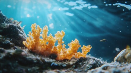 Obraz premium Golden Coral Blooms Underneath Ocean Sunlight