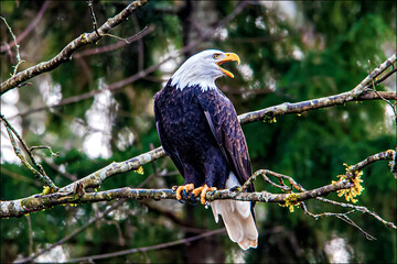 bald eagle on branch