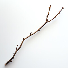 Fototapeta premium Brown twig with small branches, white isolated background.