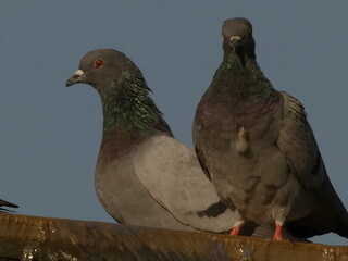 pigeons in the park