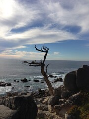 Fototapeta premium lone pine