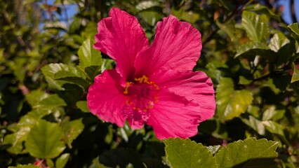 Bright Pink Hibiscus Flower with Textured Petals