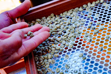 Coffee bean selection process of farmers