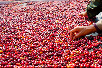 Coffee bean selection process of farmers