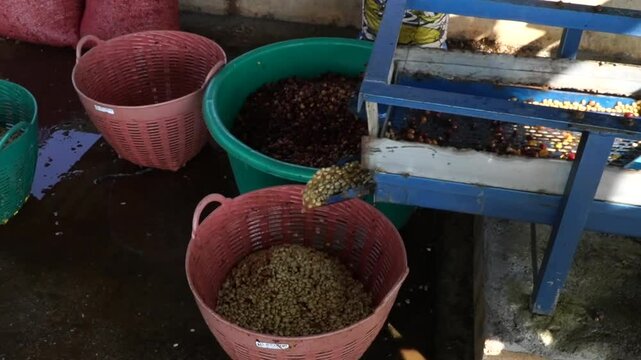 Peeling the shells of coffee beans