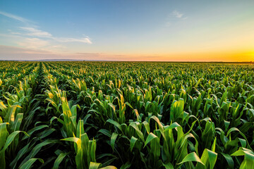 Vibrant corn field under blue sky at sunset