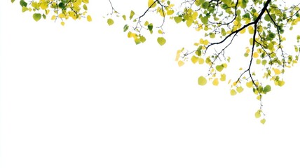 Obraz premium Green and yellow leaves on tree branches against clear sky