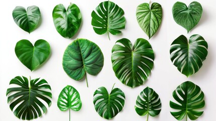 A variety of green leaves on a white background showcase their unique shapes, textures, and shades