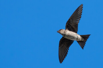 View of Female Purple Martin in Flight From Below