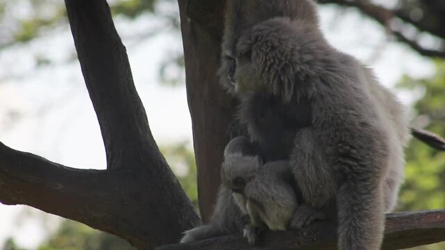  A family of Javan gibbon (Hylobates moloch) and its cub on a tree branch, Owa Jawa
