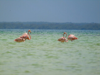 Flamencos