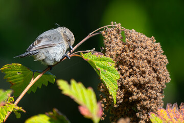 Tiny Bushtit Bird Forages on a Sunny Day