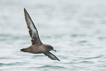 Sooty Shearwater Foraging at Sea