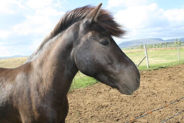 Obraz premium brown horse