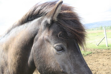 brown horse © Julia