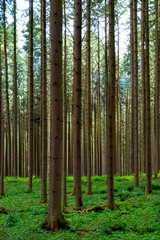 Serenity in Nature: Stunning Scenic Views