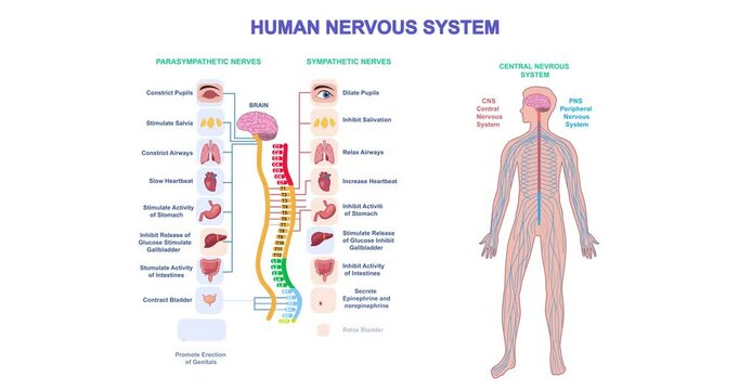 Human nervous system. Moving banner with medical infographics. Educational materials. Biology and anatomy. Spinal cord, cerebellum and peripheral nervous system. Cartoon flat animated graphics