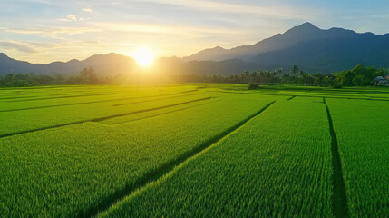 Obraz premium tranquil rice field at sunrise, surrounded by mountains and lush greenery, evokes sense of peace and serenity. morning mist adds to beauty of this landscape