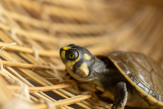 AMAZONIAN AQUATIC TURTLES KNOWN AS TARICAYAS, A SPECIES THAT LIVES IN THE AMAZONIAN RIVERS, CAN BE FOUND IN THE IGAPOS OF THE NANAY RIVER