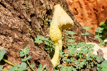 Two Yellow Parasol