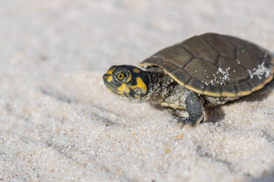 AMAZONIAN AQUATIC TURTLES KNOWN AS TARICAYAS, A SPECIES THAT LIVES IN THE AMAZONIAN RIVERS, CAN BE FOUND IN THE IGAPOS OF THE NANAY RIVER