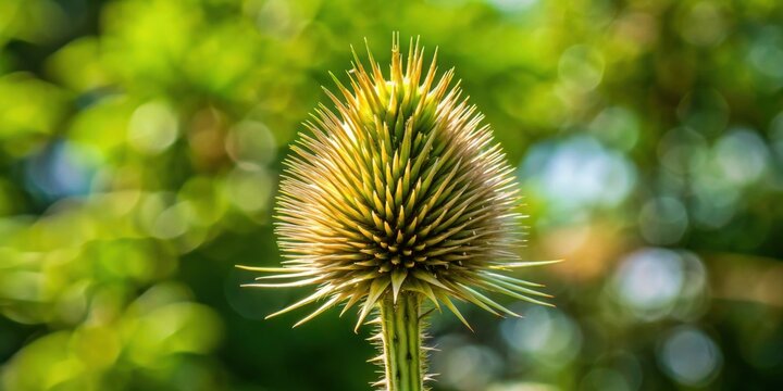 Tall spiky stalk of Waldstaudenroggen with mature ?hre, organic, agriculture, crop, grain, fields, harvest, farming