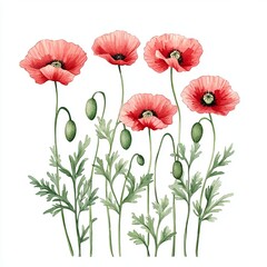 Obraz premium A vibrant illustration of red poppy flowers with delicate green leaves, showcasing their natural beauty and intricate details.