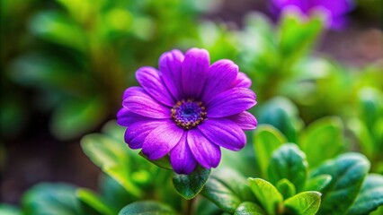 Close up of a small purple flower in the garden, flower, purple, garden, nature, close up, botanical, vibrant, petal, bloom, plant