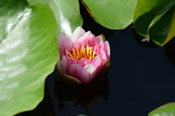 開き始めのピンクの睡蓮