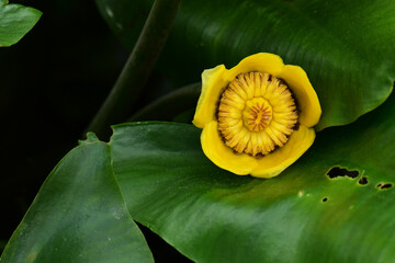 コウホネの花　アップ