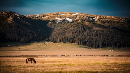Obraz premium Summer pastures in Yili, northern Xinjiang