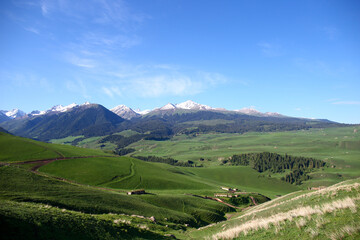 Obraz premium Summer pastures in Yili, northern Xinjiang