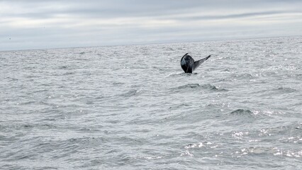 Fototapeta premium Humpback Whale Tail Fin Emerging from the Ocean