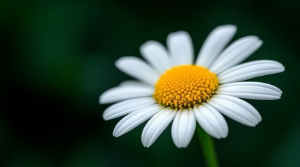 Obraz premium Daisy Flower Petal Close-Up: Highlighting Intricate Details