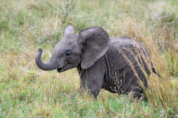 Obraz premium Cute small baby elephant in tall grass on the savanna, African safari vacation in Kenya, Maasai Mara National Reserve 
