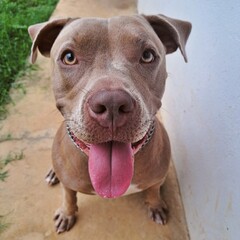 Happy Dog in the Yard