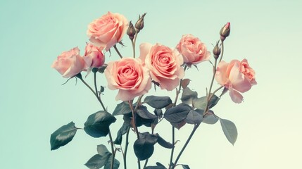 Fototapeta premium Soft, elegant pink roses arranged in a floral bouquet, set against a gentle pastel background, evoking feelings of calm, beauty, and serenity