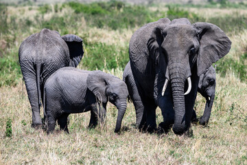 Herd of elephants grazing and walking across the savanna grassland with safari vehicle in background, African safari vacation in Kenya, Maasai Mara National Reserve
