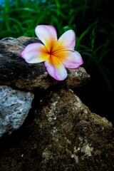 flor blanca sobre rocas