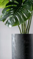 Close-Up of Monstera Leaf with Fenestrations in a Textured Black Planter