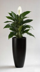 Elegant Peace Lily in a Sleek Black Planter on a Neutral Background