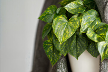 Golden Pothos Leaves with Variegated Patterns in a Modern Setting