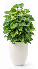 Golden Pothos in Modern White Planter
