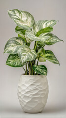 Variegated Monstera in Textured Ceramic Pot – A Contemporary Classic