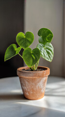 Young Monstera in Terracotta Pot – Minimalist Botanical Elegance
