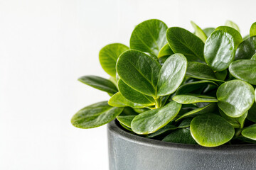 Close-Up of a Vibrant ZZ Plant in a Modern Matte Planter