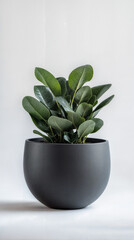 Elegant ZZ Plant in a Minimalist Matte Grey Planter